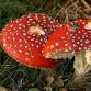 Exploring Fungi and Wild Food Guided Walk event image