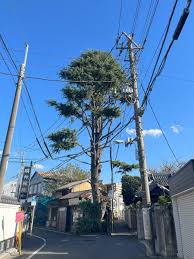 谷中 の ヒマラヤ杉