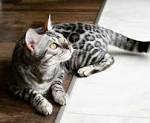 Silver Bengal Kittens and Bengal Cats – Titan Bengals ...