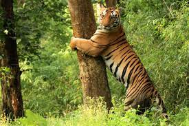 As well as tigers, the park abounds with barasingha (swamp deer) and an extensive variety of other animals and birds. Kanha Tiger Reserve Wikipedia