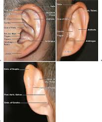 Auricle And External Acoustic Meatus Plastic Surgery Key