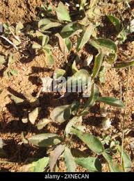 Image result for Barleria macrostegia