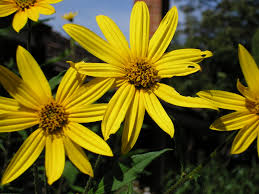 Il giallo è sinonimo di energia, crescita e allegria. Helianthus Tuberosus Wikipedia