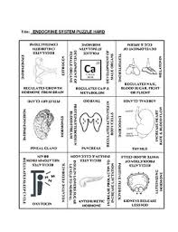 Toxic nodular goiter, thyroidism, excess iodine intake, pituitary tumors, thyroid cancer characterize this disorder., caused by destruction of thyroid tissue or defective hormone synthesis., caused by pituitary disease with decreased tsh secretion or hypothalamic dysfunction with decreased thyrotropin. Endocrine System 9 Square Puzzle Card Sort Hard By Code Biology