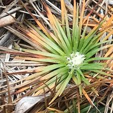 Image result for Syngonanthus welwitschii