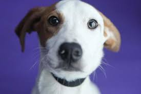 Homeward bound pet rescue fairbanks. Homeward Bound