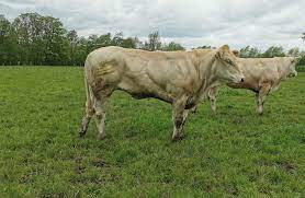 hof brunig blonde d aquitaine posts facebook
