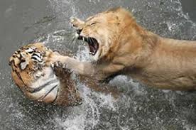 Burung bangkai vs serigala 6. 900 Gambar Harimau Vs Ular Hd Gratis Infobaru