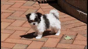 More pics are available birthdate. Rare Gem Mi Kis Miki Com Mi Ki Puppies For Sale