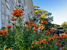 Image result for Leonotis
