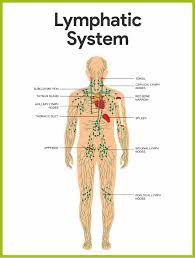 Lymphatic System Anatomy And Physiology Nurseslabs