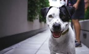 Maybe you would like to learn more about one of these? How To Punish A Puppy Basic Training Problems And Solutions