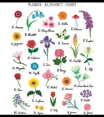 Flowers name list with meaning. Pin By Kristy Gossett On Teach Me Joyously Flower Drawing Flower Names Flower Alphabet