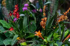 Image result for Green Orchid 2011 Escape