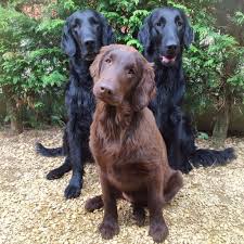 Labrador x flat coat retriever puppies blackpatch warrior and tuatha de brigit. Fenna Cayenne And Stella Bel Ami Belge Flatcoated Retrievers Retriever Puppy Labrador Retriever Puppies Flat Coated Retriever