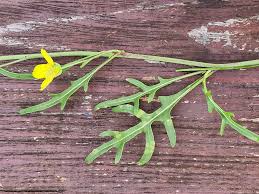 Image result for Diplotaxis tenuifolia