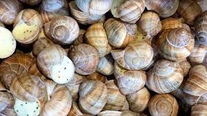 We did not find results for: Le Lumache Di Mare