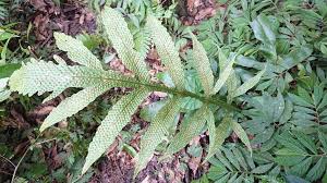 Image result for Tectaria fernandensis
