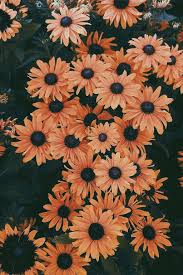 Get inspired with our handpicked collection of flower pictures ✓ hd to 4k quality ✓ available for download high quality flower pictures for your mobile, desktop or website. Flower Cute Aesthetic Wallpapers Wallpaper Cave