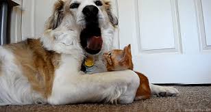 The 13 Funniest Cat Gifs Of The Week Funny Animal Videos Funny Animals Dog Gifs