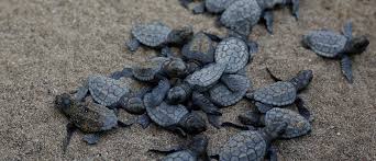 Endangered Sea Turtles Are Laying Eggs At Record Pace On The
