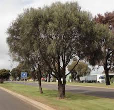 Image result for Casuarina verticillata