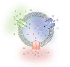Membrane proteins can have a number of functions, such as transport proteins, enzymes (more on these shortly), receptor sites, cell adhesion, attachment to the cytoskeleton. What Is A Cell Learn Science At Scitable