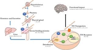Add them now to this category in modesto, ca or browse best pest control for more cities. Thyroid Disrupting Chemicals And Brain Development An Update Abstract Europe Pmc