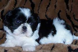 Black And White Shih Tzu Puppies For Sale Zoe Fans Blog Shih Tzu Puppy Shih Tzu Dogs And Puppies