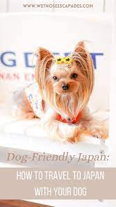 Is Japan Dog Friendly Japanese Dog Lifestyle Dog Travel To Japan Guide Wet Nose Escapades In 2021 Dog Friends Dog Travel Japan Travel