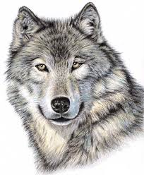The Wolf Animal Drawings Pencil Portrait Color Pencil Art