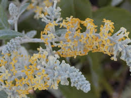 Image result for Buddleja madagascariensis