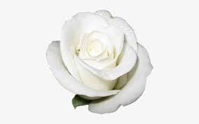 Check spelling or type a new query. White Rose Transparent Background White Rose No Background Transparent Png 500x482 Free Download On Nicepng