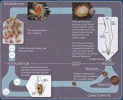 Protea Flower Life Cycle Best Flower Wallpaper