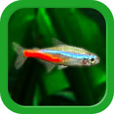 That includes our employees, customers, communities and you, as a potential candidate. Mini Aqua Tropical Fish Tank 2 3 Mod Apk Dwnload Free Modded Unlimited Money On Android Mod1android