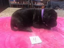 Nulo's mission is to inspire people to live active, healthy lifestyles with their pets. Great Dane Puppies For Sale Hubbard Oh 342918