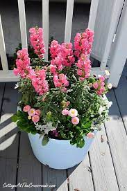 Pin On Gardening Outdoors