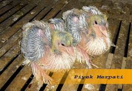 Maybe you would like to learn more about one of these? Cara Merawat Anak Merpati Hias Beda Ukuran Tubuh Taugitu Com