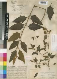 Image result for Buddleja pulchella