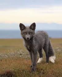 Black And Orange Fox Breed Holger Muller Renard Animaux Adorables Renard Argente