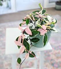 Bird Of Paradise Home Depot Canada Hoya Carnosa Tricolor Plants House Plants House Plants Indoor