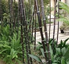 Image result for Pilea bambuseti