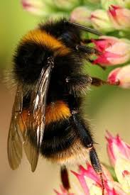 Nature Retina Iphone Wallpapers Page 2 Bee Animals Animals Beautiful