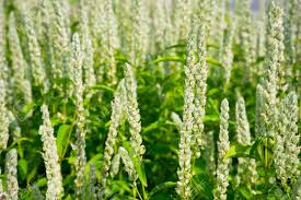 Image result for Justicia betonica