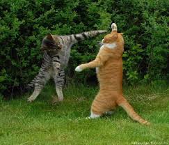 My ninja karate cat isn't too friendly with dogs and even with other cats. The Toronto Pet Daily The Karate Cat