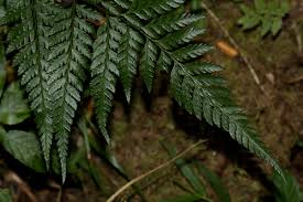 Image result for Arachniodes webbiana