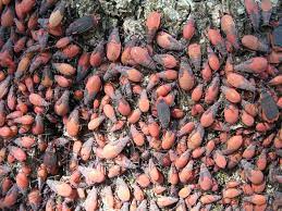 Jadera red and black weaver bug. Boxelder Red Shouldered And Scentless Plant Bugs
