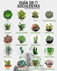 Existen muchísimos tipos, sin embargo, siguen siendo uno de los grandes desconocidos dentro del mundo vegetal. Las Mejores 50 Ideas De Suculentas Especies Suculentas Especies Suculentas Plantas Suculentas