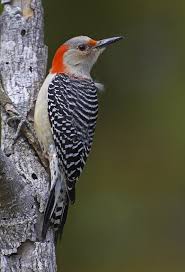 Black Bird With Yellow Belly Ohio Red Belly Woodpecker Backyard Birds Ohio Birds Funny Birds