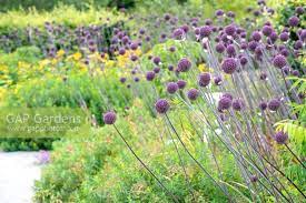 Allium Summer Drummer In The Border At Rhs Garden Wisley Credit Tim Gainey Plants Allium Plant List